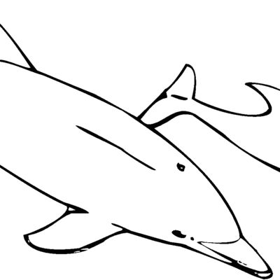 bottlenosedolphin Thumbnail