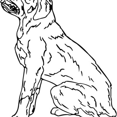 rottweiler Thumbnail