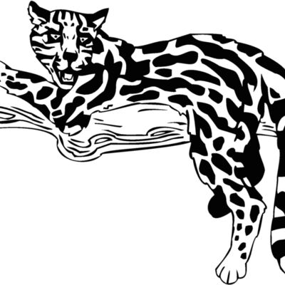 ocelot Thumbnail