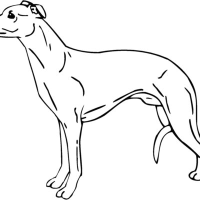 whippet3 Thumbnail