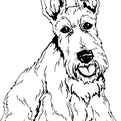 scottish terrier Thumbnail