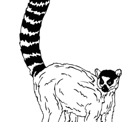 lemur2 Thumbnail