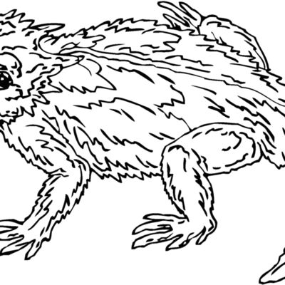 horned toad Thumbnail