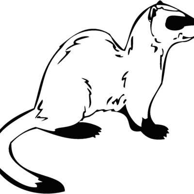 ferret Thumbnail