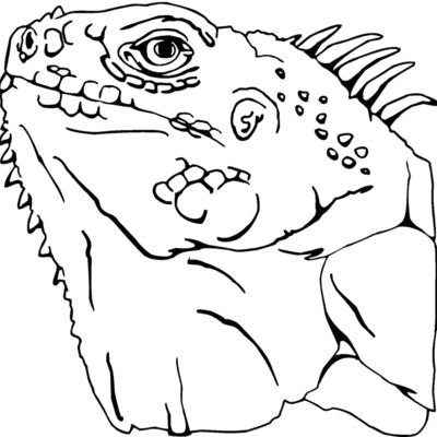 iguana 02 Thumbnail
