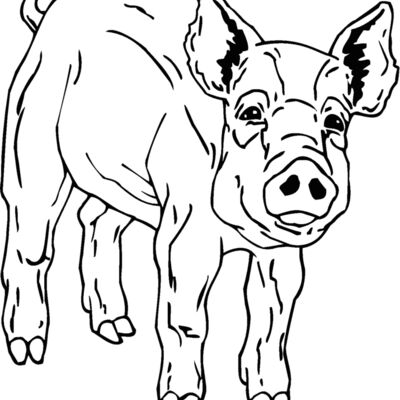 pig2 Thumbnail