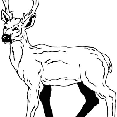 deer5 Thumbnail