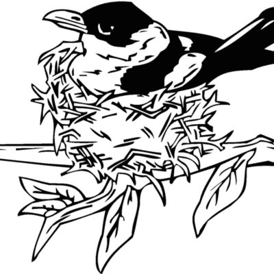 bird nesting Thumbnail