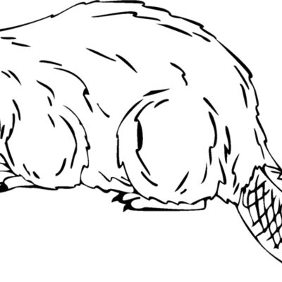 beaver Thumbnail