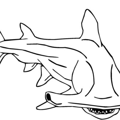 hammerhead Thumbnail