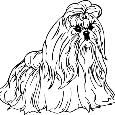shih tzu Thumbnail