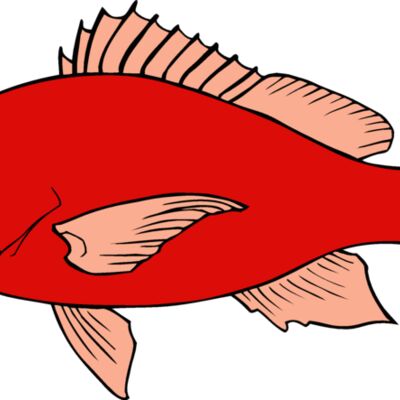 fish redsnapper Thumbnail