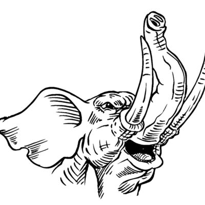 elephanthead01 Thumbnail